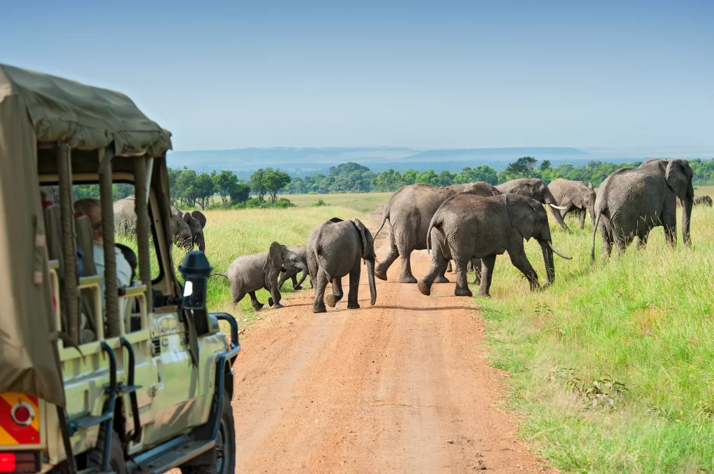 A photo of elephants on an African safari, crossing the sandy road in front of a green jeep